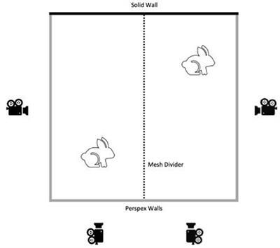 Evaluating Pain and Analgesia Effectiveness Following Routine Castration in Rabbits Using Behavior and Facial Expressions